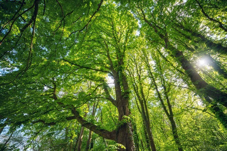 Forest and nature in Tengah